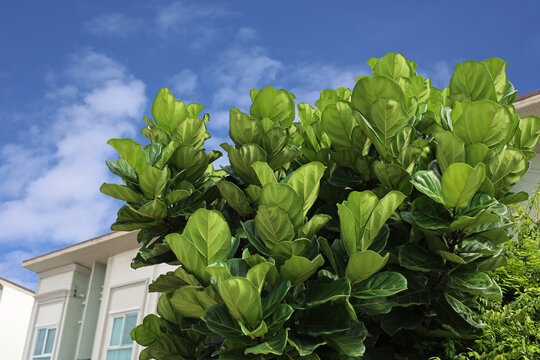 A green fiddle leaf fig bush with big leaves