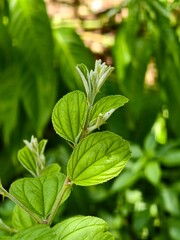 Close-up of a vibrant green plant stem with new growth and textured oval leaves in soft focus background © Moynul