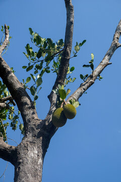 Young green jackfruit hanging from a tree branch against a clear blue sky. Tropical fruit growing in a natural orchard. Concept of agriculture, fresh produce, and healthy food