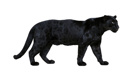 Black panther walking with spotted fur © Lena