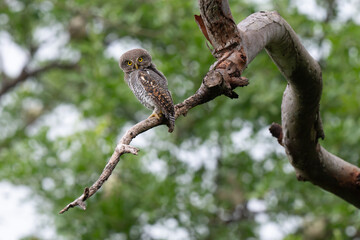Fototapeta premium A small Jungle Owlet perched beautifully on a thick tree branch. The owl features intricate brown and white striped plumage, vibrant yellow eyes, against a soft, out of focus natural background.