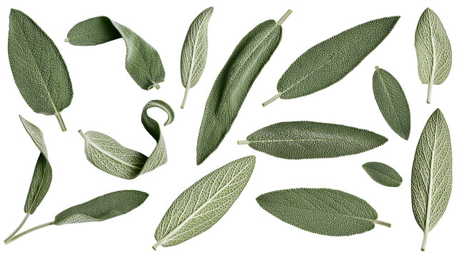 Sage leaves collection, fresh green herb foliage