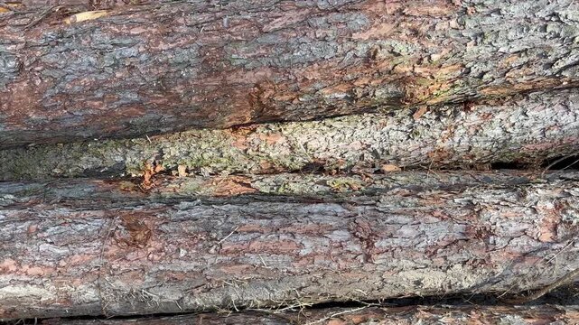 Walking over large stacked timber logs with a top-down view, revealing rough tree bark textures and natural wood patterns. Handheld forestry footage with slow camera movement.