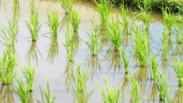 Young Rice Plants in Orderly Rows in a Flooded Paddy Field After Planting
