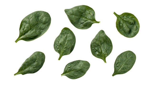 Fresh green spinach leaves scattered