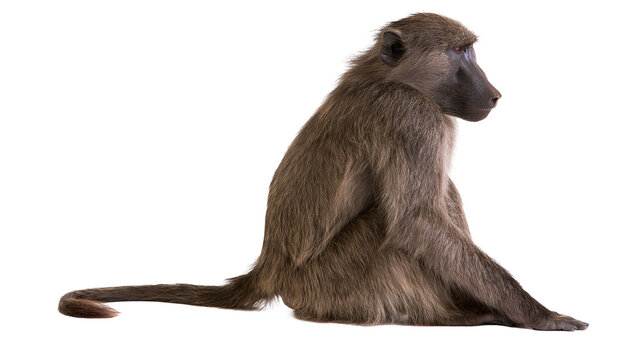 Baboon sitting profile view with long tail