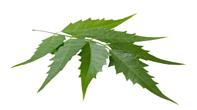 Green neem leaves branch on white