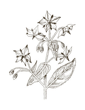 Borage hand drawn branch with flowers