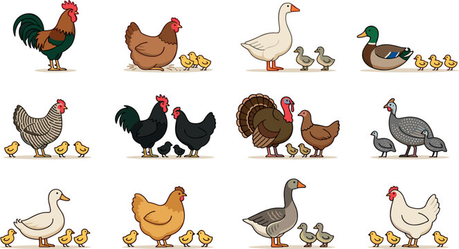 Farm Poultry Family Cartoon Illustration Set with Rooster Hen Chickens Ducklings Goose Goslings and Turkey for Agriculture and Livestock Designs