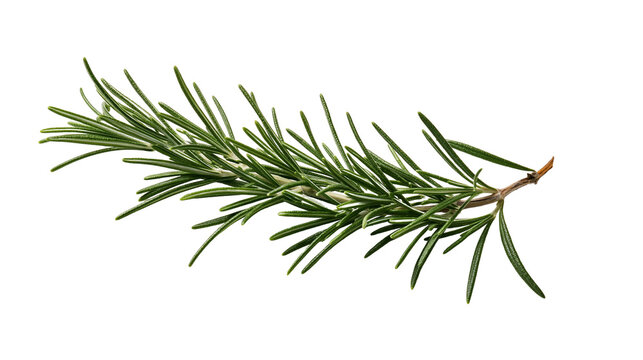 Fresh green rosemary sprig with needle-like leaves