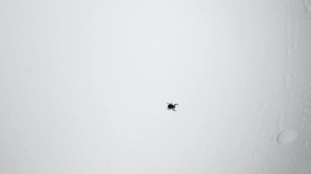Small black legged tick, a potential carrier of Lyme disease, crawling on a plain white surface. This arachnid parasite poses a significant health risk through its bite