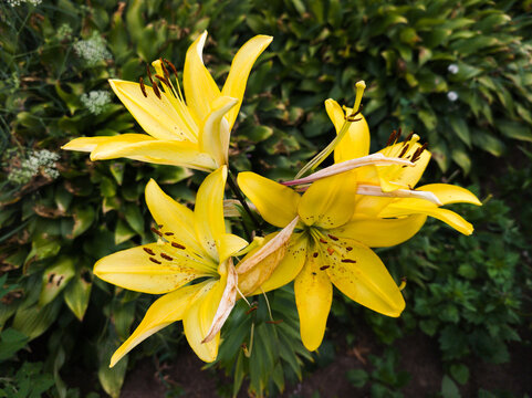 Bright yellow lily flowers blooming in the green garden