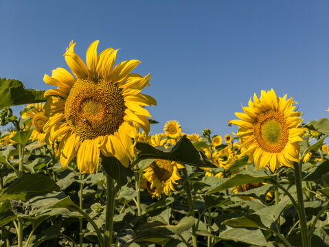 Close up of bright yellow sunflower heads in field