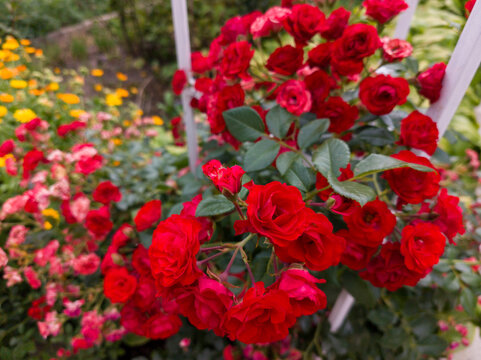 Gorgeous cluster of bright red roses blooming in summer