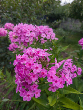 Close up of vibrant pink phlox flower clusters outdoors