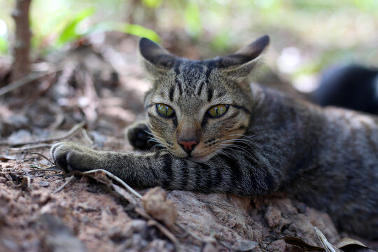 A striped tabby cat lying alertly on the ground.