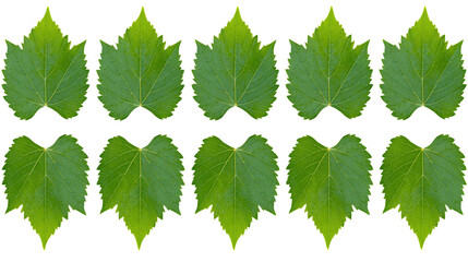 Ten green grape leaves arranged in two rows © Lena