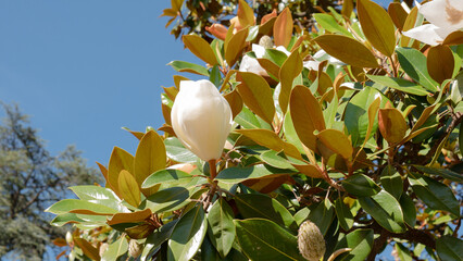 Magnolia grandiflora Buds Against Blue Sky — Southern Magnolia White Flower Buds with Rusty Leaf Undersides and Fruit Cones, Summer © Svetlana
