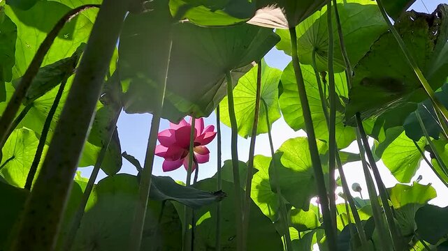 密集した蓮の葉から見上げるピンクの蓮の花