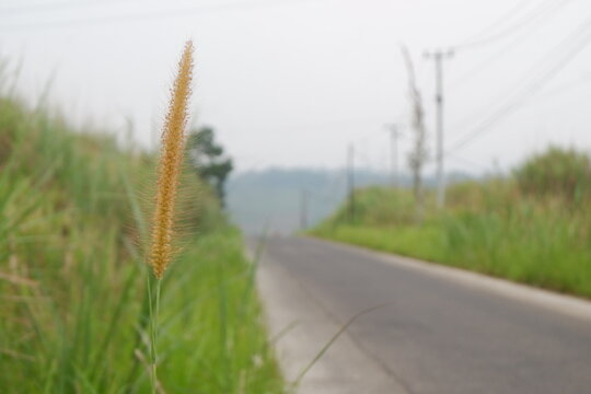 Yellow foxtail grass flowers by the roadside.