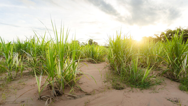 Agriculture, Sugarcane white leaf disease is caused by phytoplasma.  Resulting in low productivity of sugar cane. Sugar cane plant tree in countryside for food industry or renewable bioenergy power.