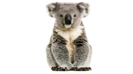 Cute koala bear sitting fluffy grey fur, white chest © Veikko