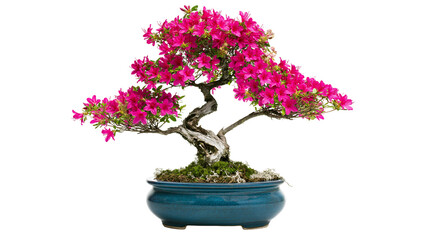 Naklejka premium Flowering Azalea Bonsai Tree in Blue Ceramic Pot
