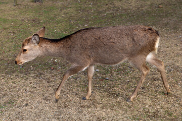 Obraz premium A cute wild deer in Nara Park, Japan.