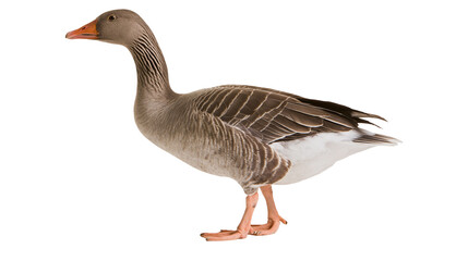 Gray goose with orange beak and webbed feet standing © Veikko