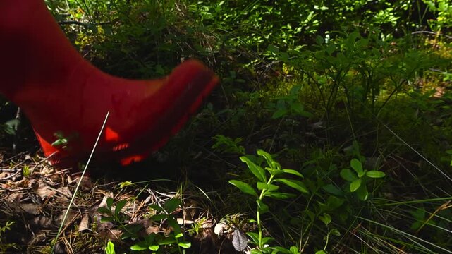 Slow motion footage of a person's red wellies stepping through lush green blueberry bushes and moss on a sunny forest floor, capturing the essence of a peaceful nature walk and exploration