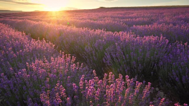 Scenic panning shot of beautiful blooming lavender field landscape with purple flowers swaying in the wind at sunset. Cinematic countryside nature footage under a warm evening sky.