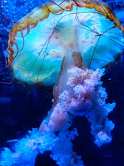 jellyfish in aquarium © Rama
