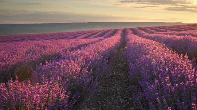 Scenic panning shot of beautiful blooming lavender field landscape with purple flowers swaying in the wind at sunset. Cinematic countryside nature footage under a warm evening sky.