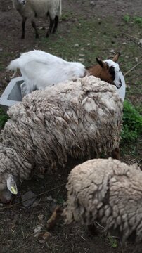 Vertical screen Sheep and goats gather at a feeding area on a traditional farm showing peaceful livestock care sustainable agriculture and rural countryside life