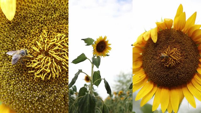 Sunflower with honey bee in blooming field showing pollination close ups and full flower during summer highlighting agriculture biodiversity and nature
