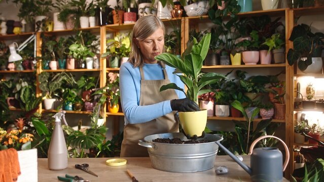 Portrait of mature focused caucasian woman working at florist shop taking care of plants adding soil. Attractive old female working with flora selling flowers wearing apron. Florist concept.
