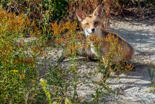 Renard roux - Vulpes vulpes
