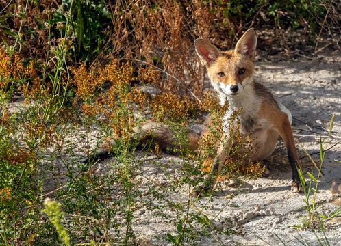 Renard roux - Vulpes vulpes
