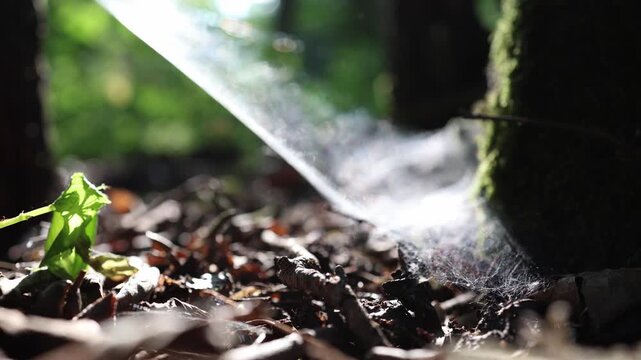 Delicate spider web sparkles in warm sunlight between forest trees revealing fine silk threads above woodland floor with peaceful atmosphere and natural forest beauty

