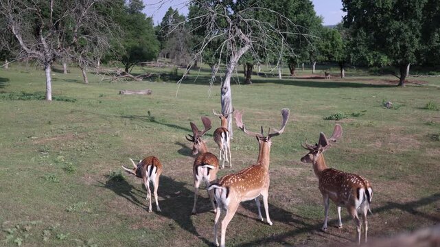 Fallow deer herd grazes across open meadow as velvet antler bucks gather beneath old trees creating a peaceful wildlife scene with natural behavior in bright summer light
