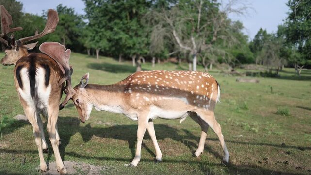Fallow deer with velvet antlers graze peacefully in a green meadow highlighting healthy wildlife natural habitat seasonal antler growth and conservation