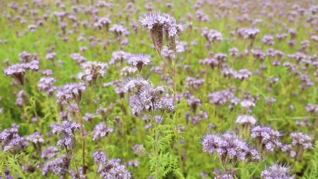 Purple phacelia flowers blooming across a green agricultural field, creating a colorful natural habitat for pollinators during summer.