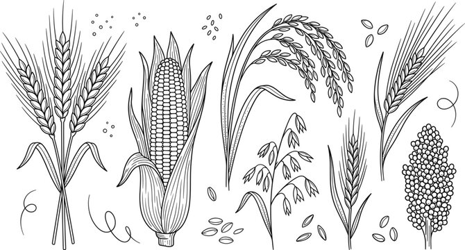 Cereal grains hand drawn vector collection including wheat corn rice oats barley and millet agricultural plant sketch set.
