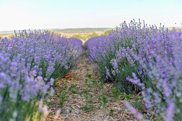 Obraz premium Lavender fields with vibrant purple flowers stretching towards the horizon under a clear blue sky, showcasing rows of blooming plants and natural landscape