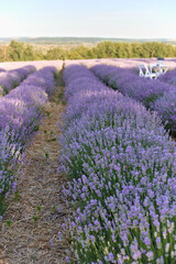 Obraz premium Lavender field with rows of blooming purple flowers under a clear sky, distant trees visible, and white chairs placed in the background for relaxation or viewing