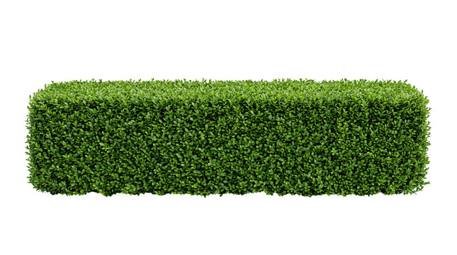 Long Rectangular Green Bush Hedge Wall Isolated on Black Background for Landscaping and Architectural Design
