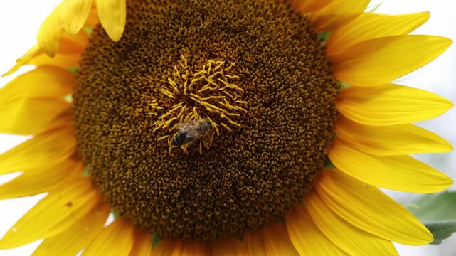 Honey bee searches for nectar on a vibrant sunflower highlighting natural pollination biodiversity ecosystem balance sustainable agriculture and summer wildlife