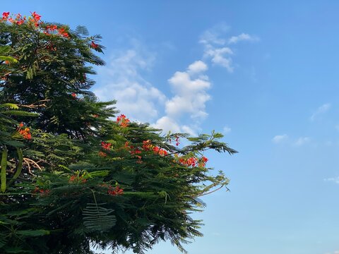 Royal Poinciana Tree with Red Blossoms Against Blue Sky and White Clouds