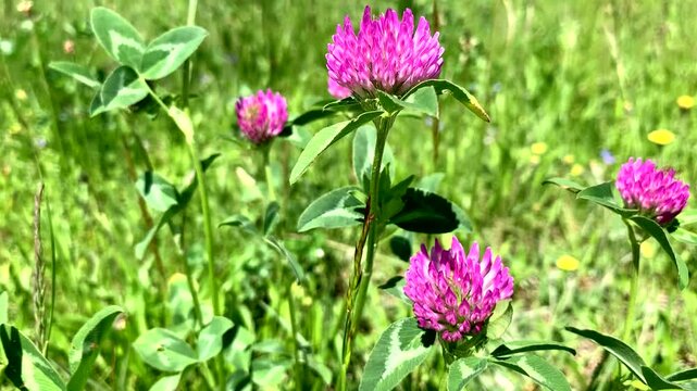 Red clover flower in a field in sunny weather in green grass. Valuable fodder and medicinal plant. Flower of women's health. Useful herbs and flowers. Clover extract.