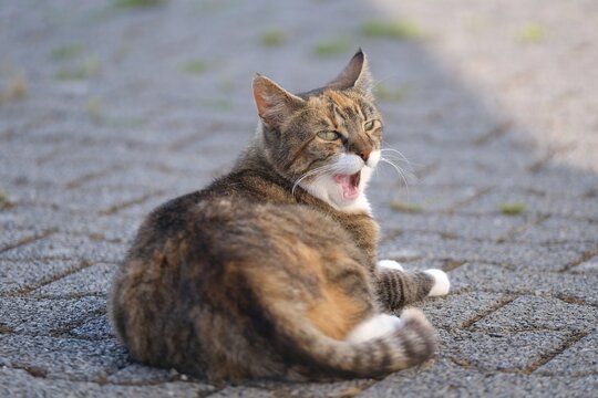 Cute cat sitting on the street and pulling funny faces. 